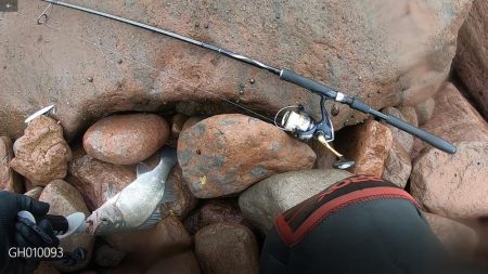 夏ヒラスズキ狙いで、暴風雨の中のサラシから引きずりだした！！